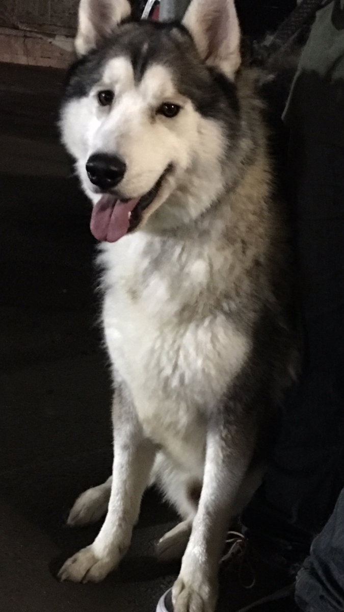 Image of Lobo, Lost Dog