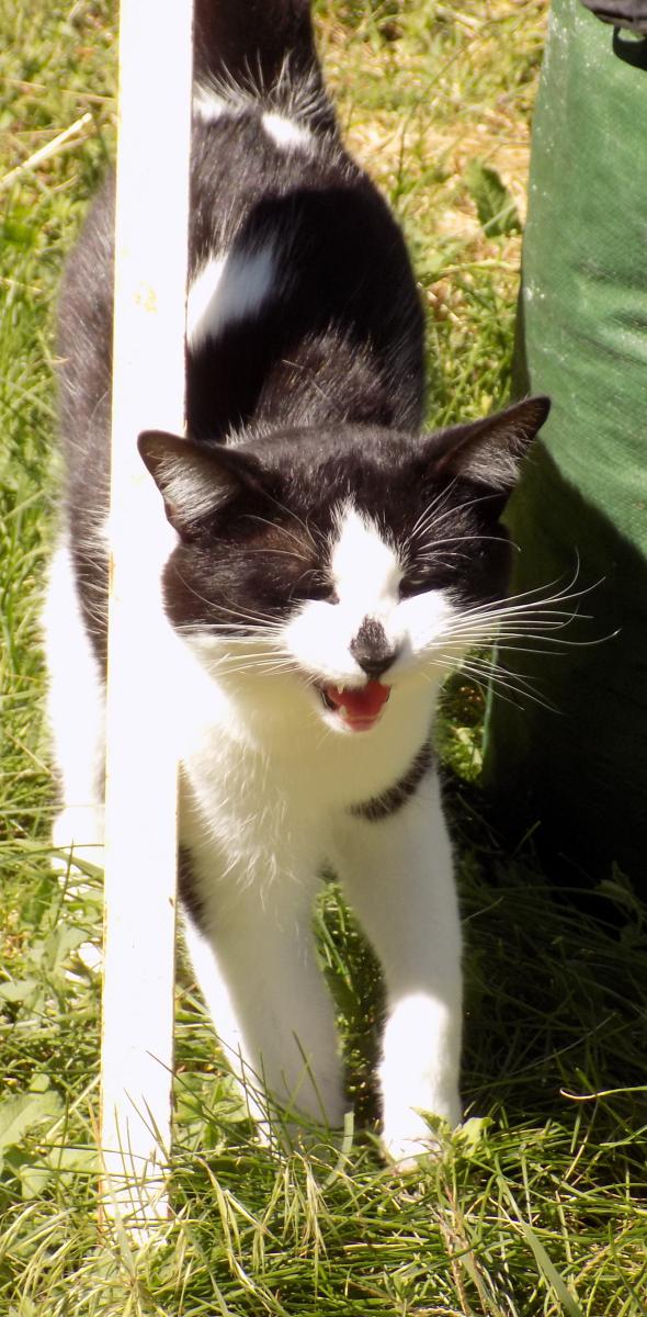 Image of Fredrick, Lost Cat