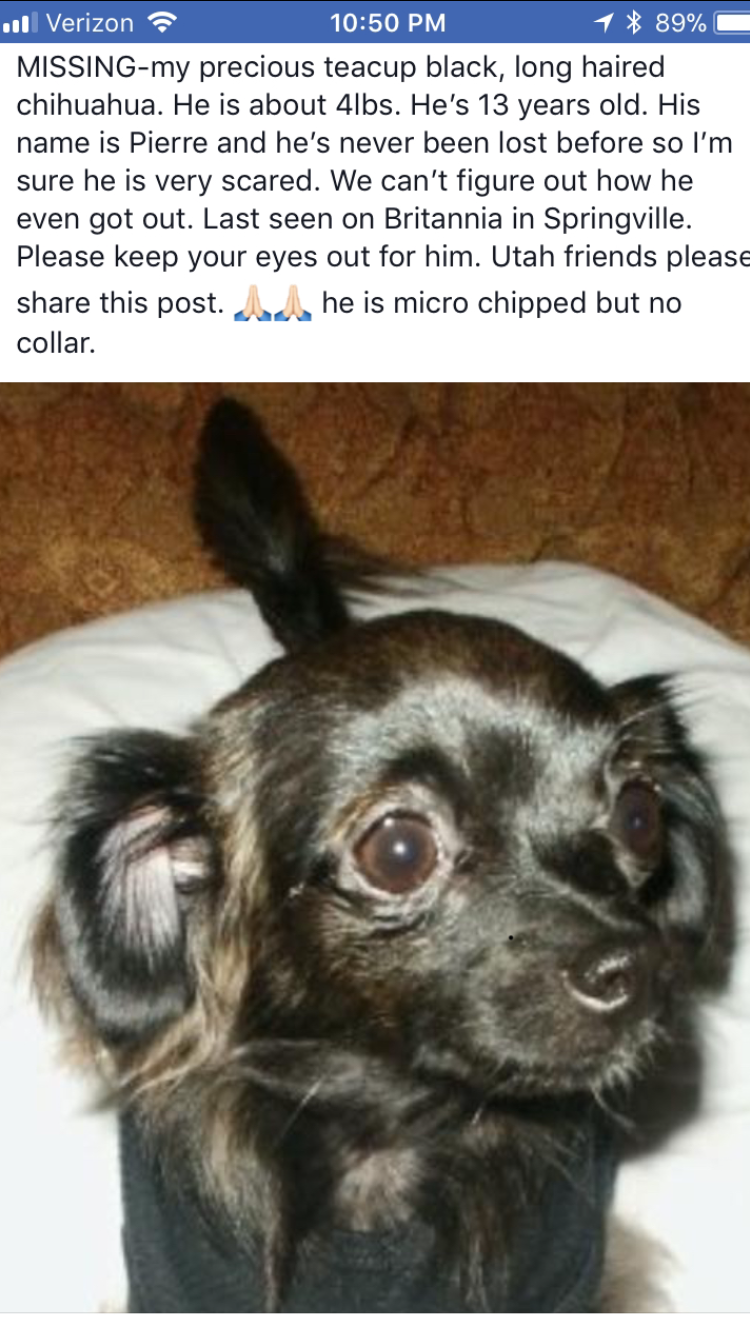 Image of Pierre, Lost Dog