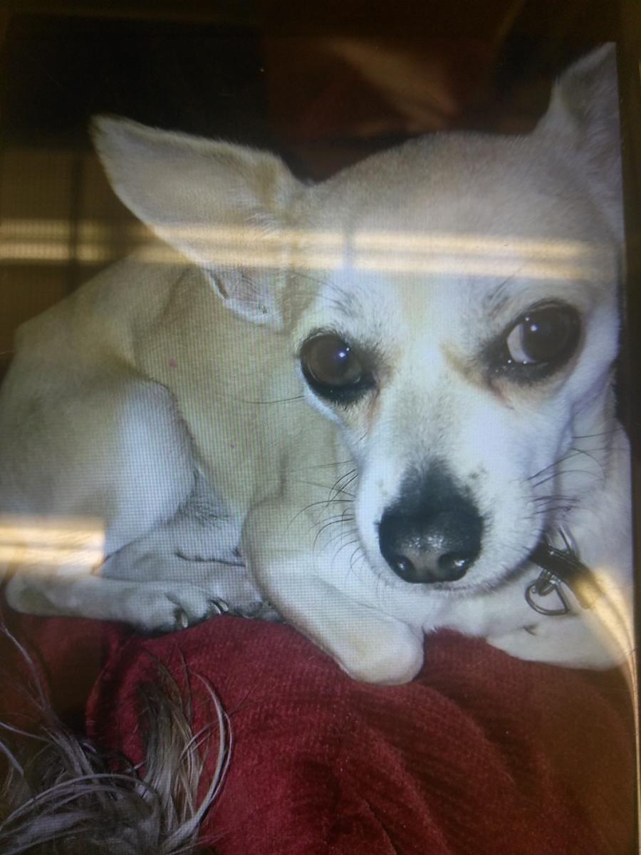 Image of Pancho, Lost Dog