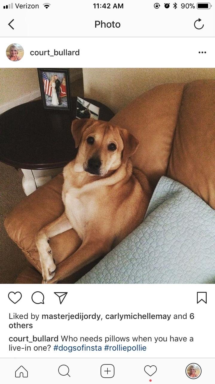 Image of SOUTH, Lost Dog