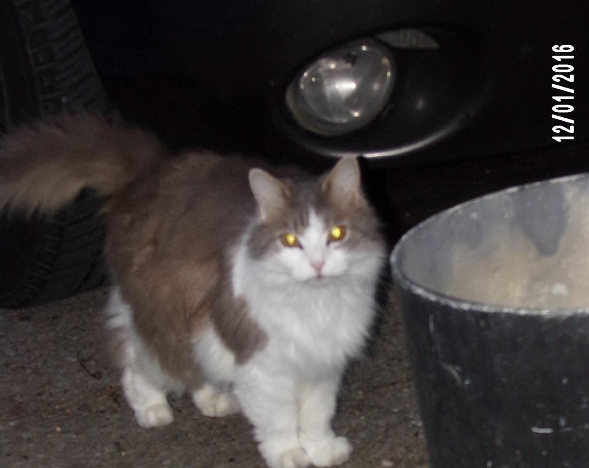 Image of Miss Gray, Lost Cat