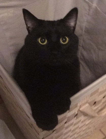 Image of Pickles, Lost Cat