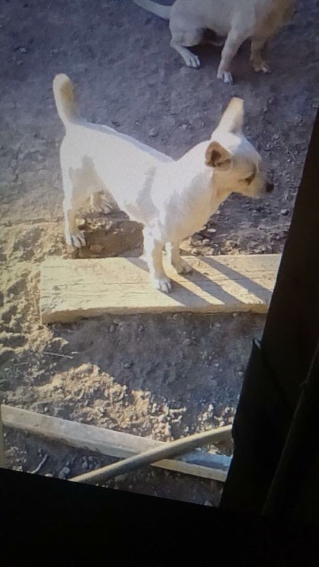 Image of Tobby, Lost Dog
