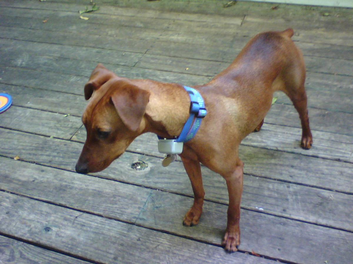Image of LuLu, Lost Dog