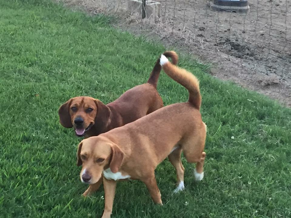 Image of Copper and Daisy, Lost Dog