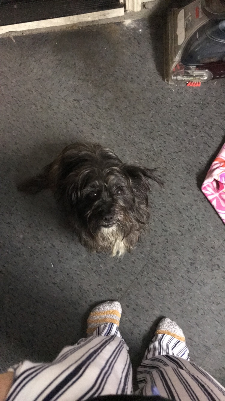 Image of Lola two, Found Dog