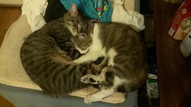 Image of Mama Kitty and Baby, Lost Cat
