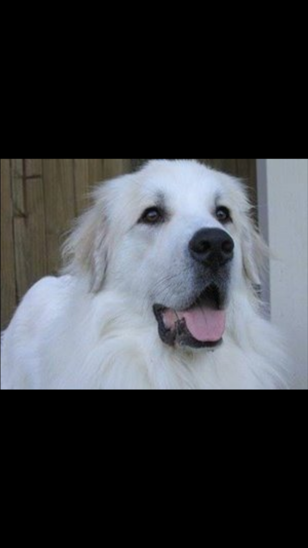 Image of Caleb, Lost Dog