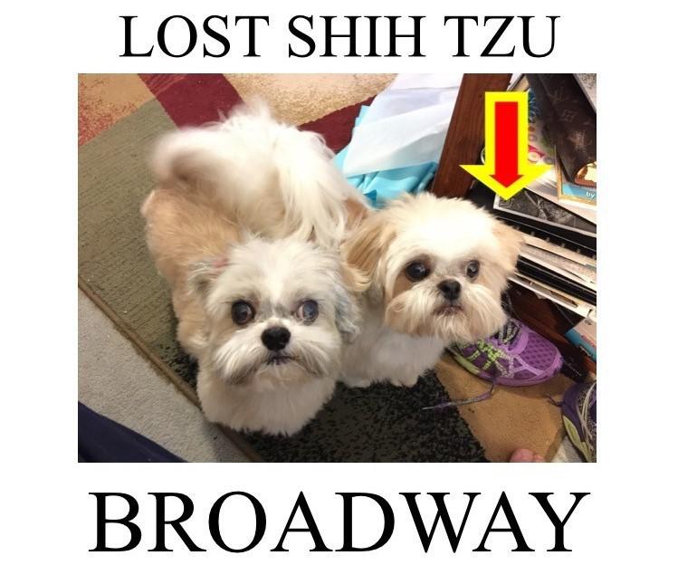 Image of Broadway, Lost Dog