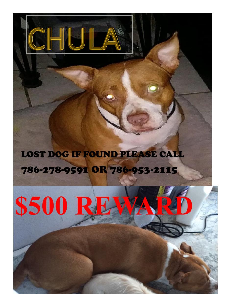 Image of Chula, Lost Dog
