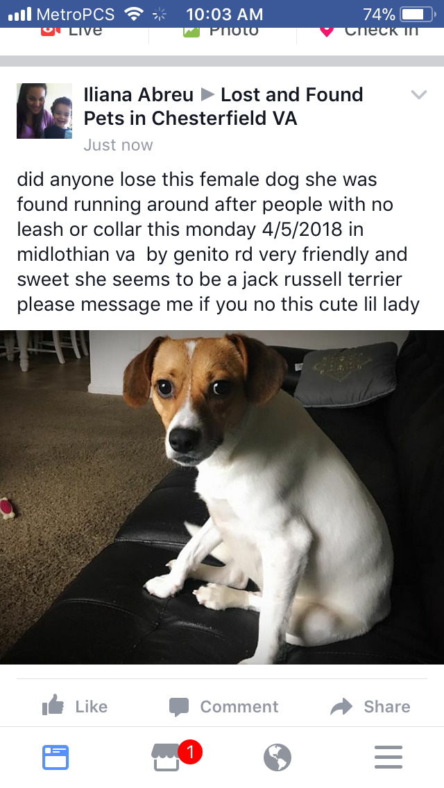 Image of unknown, Lost Dog