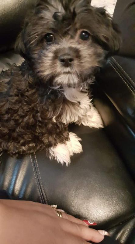 Image of Boo Mercedes, Lost Dog