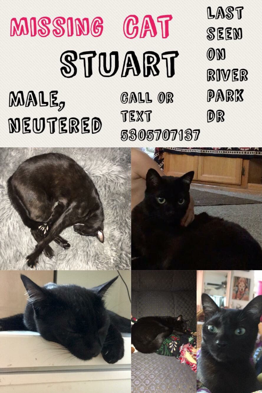 Image of Stuart, Lost Cat