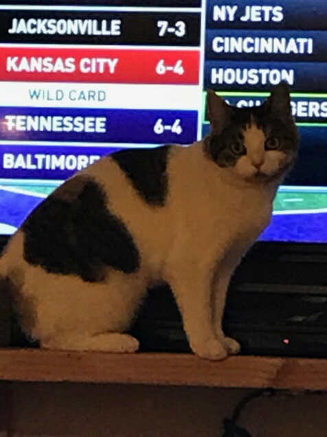 Image of MAZZY, Lost Cat