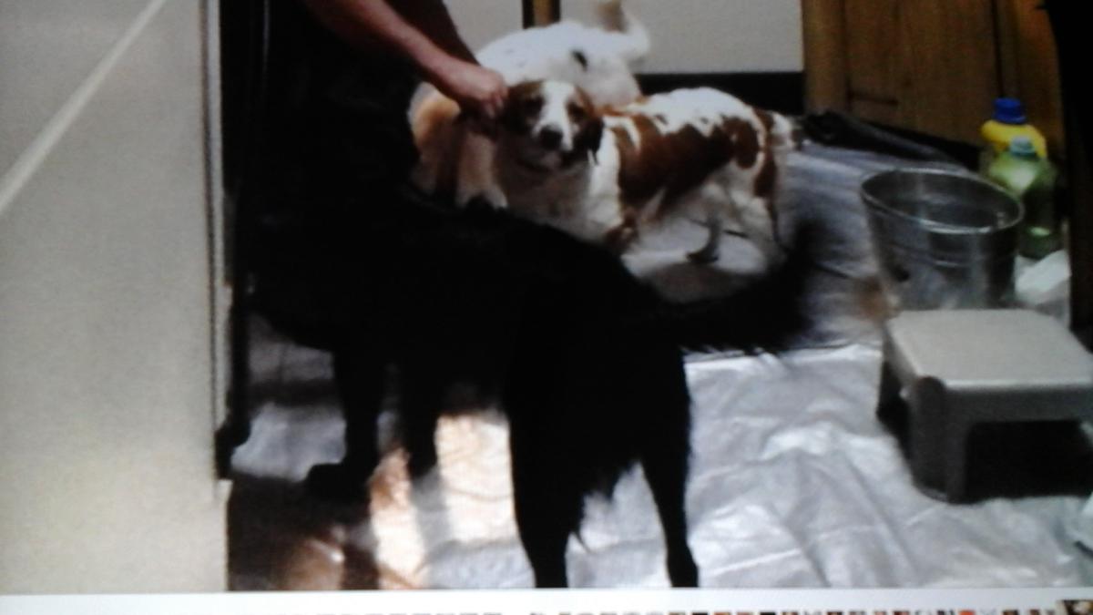 Image of Mia and Blackie, Lost Dog