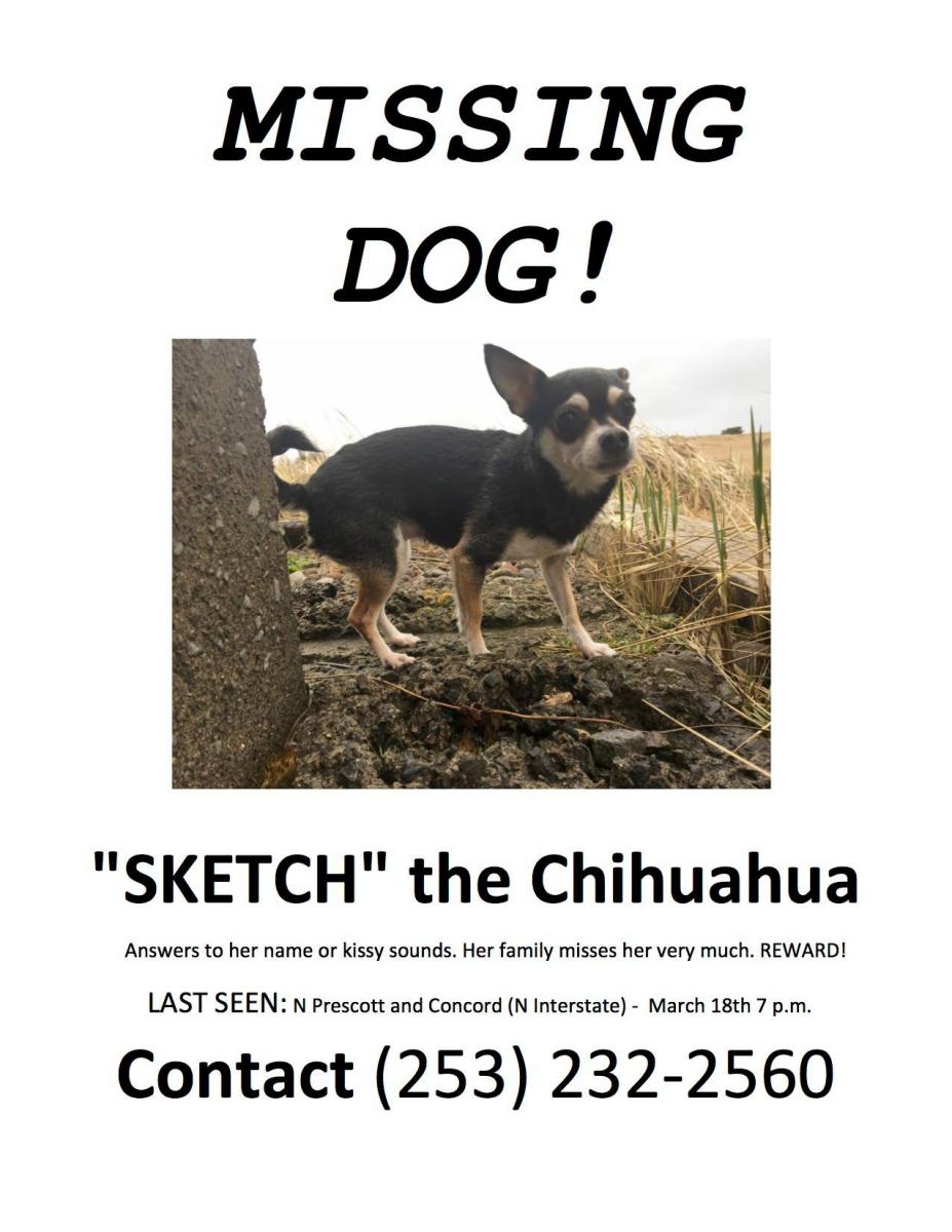 Image of Sketch, Lost Dog