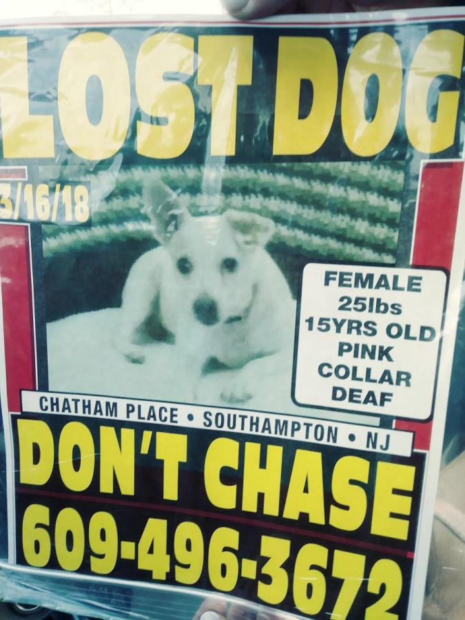 Image of Penney, Lost Dog