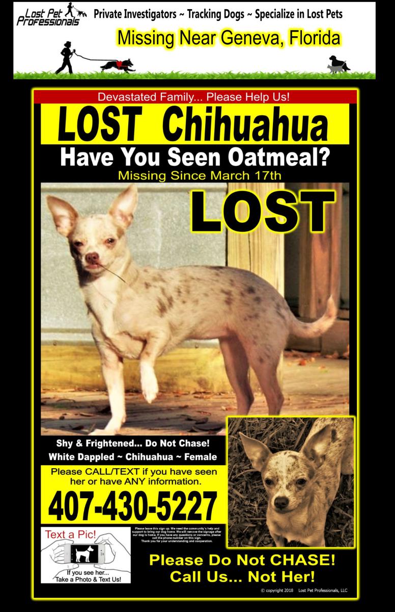 Image of Oatmeal, Lost Dog
