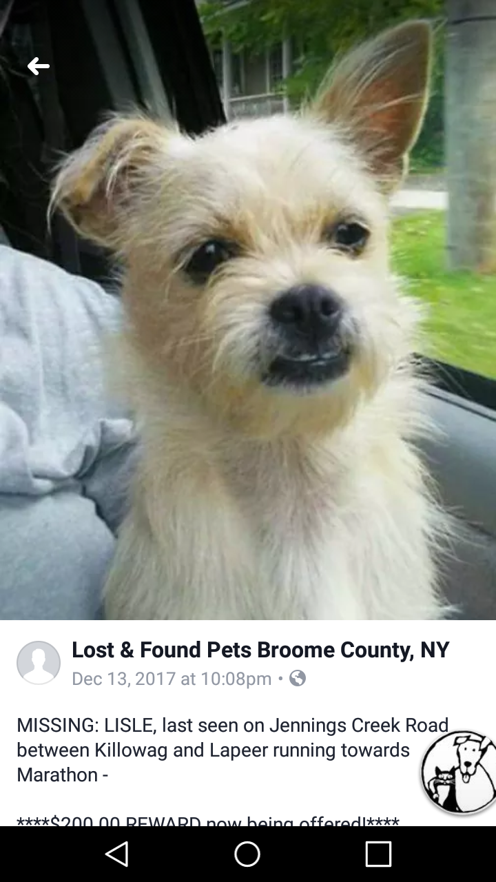 Image of Darby, Lost Dog