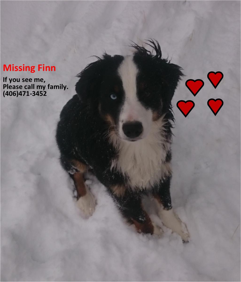 Image of Finn, Lost Dog