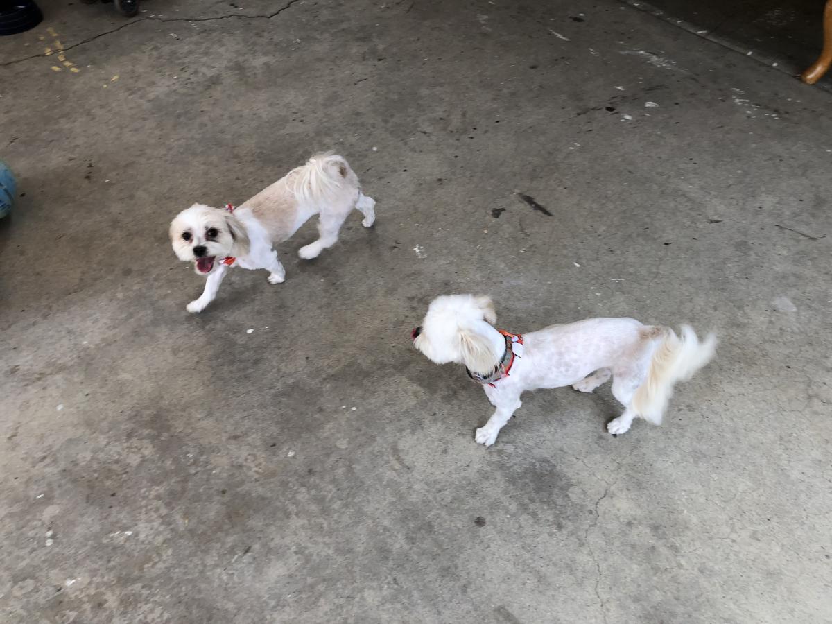 Image of Coco and Lola, Lost Dog