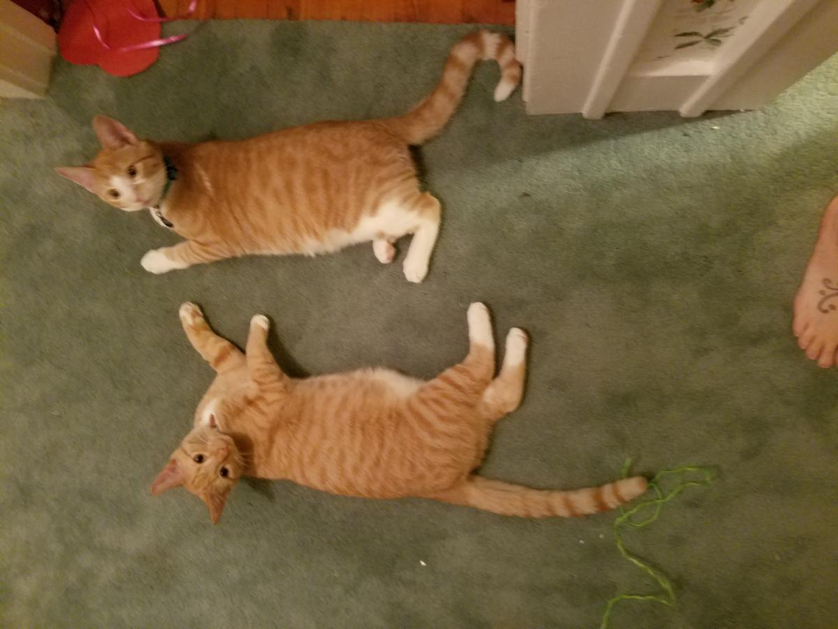 Image of Pip and Kailo, Lost Cat