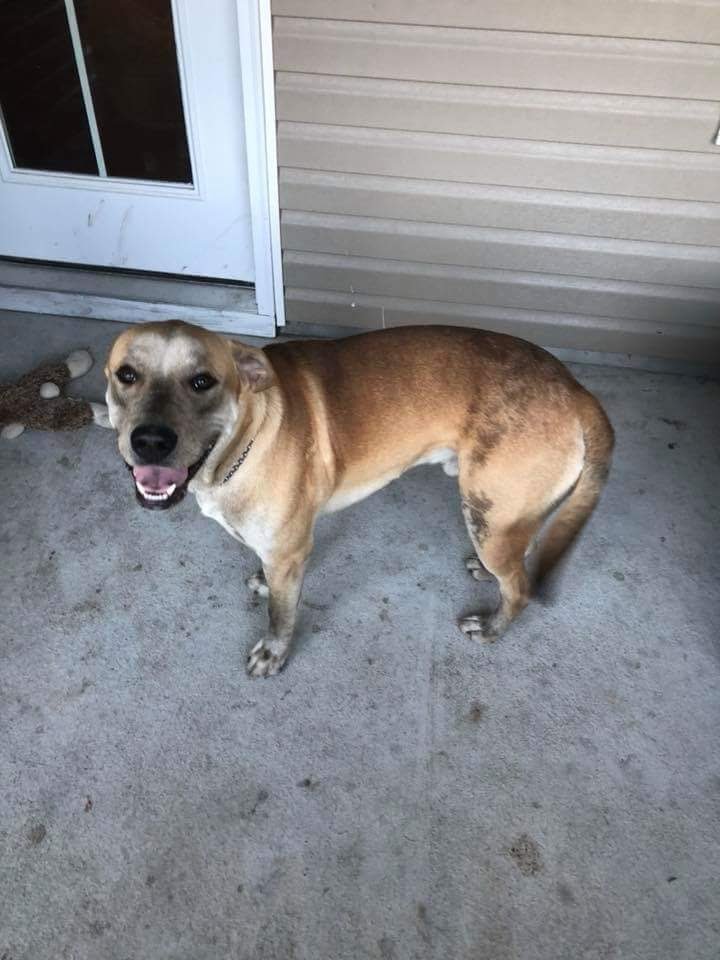 Image of REMMIE, Lost Dog