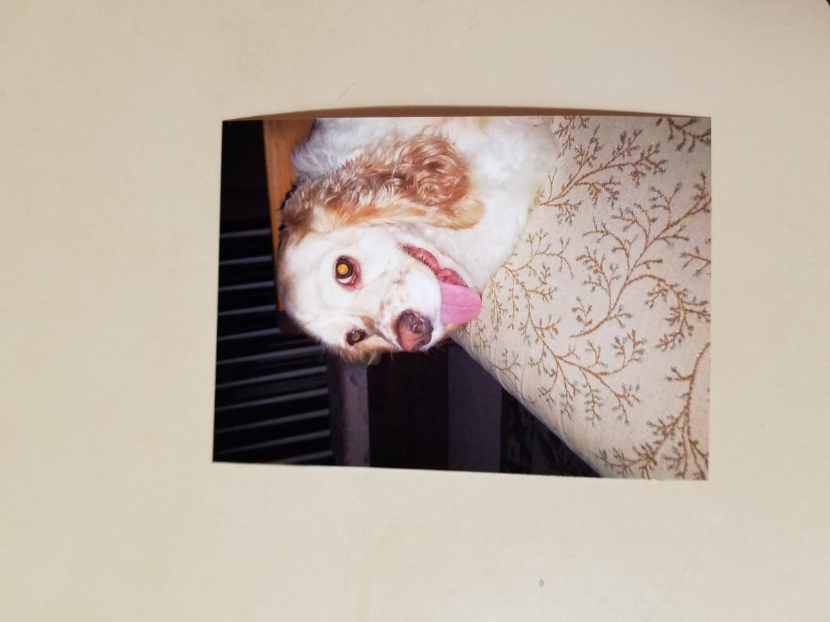 Image of Maxine, Lost Dog
