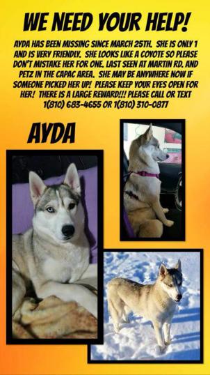 Image of Ayda, Lost Dog