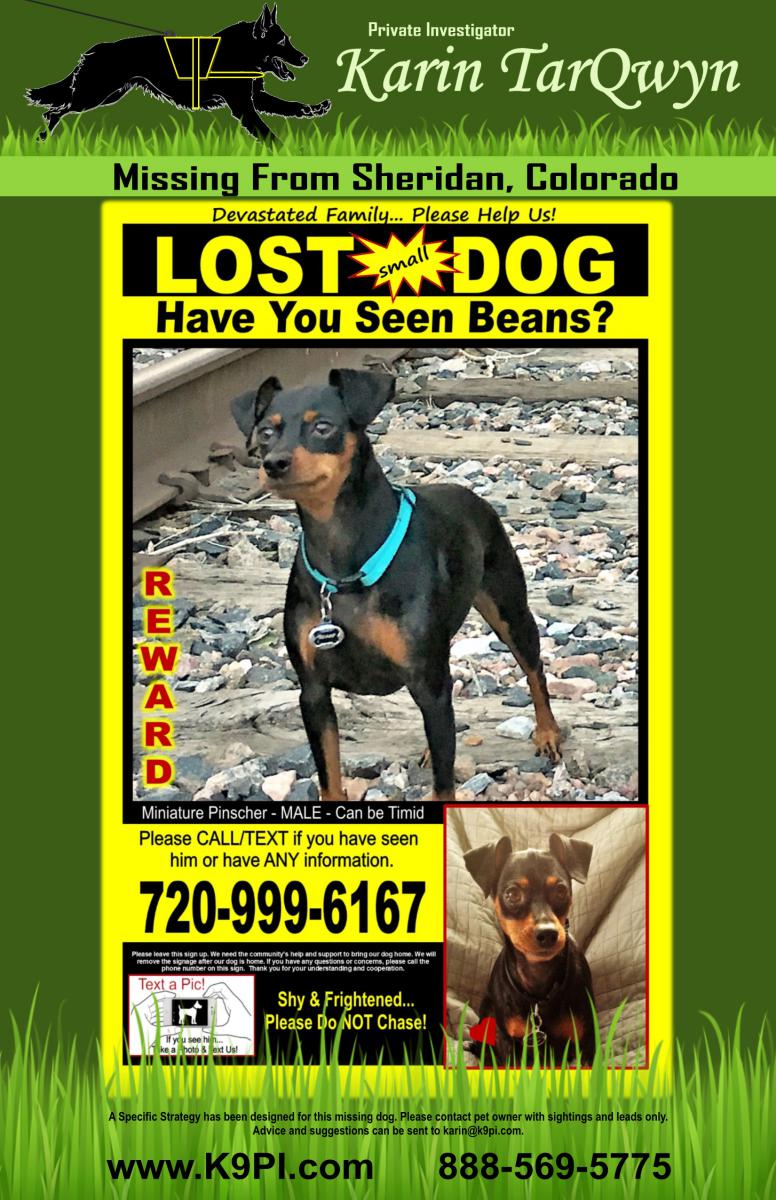 Image of Beans, Lost Dog