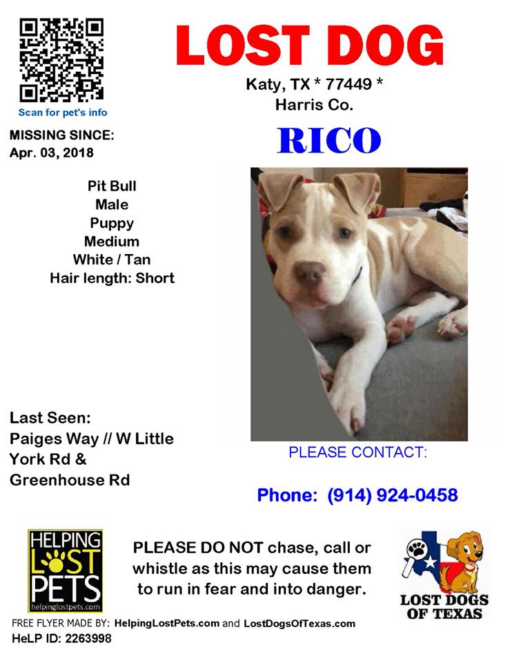 Image of Rico, Lost Dog