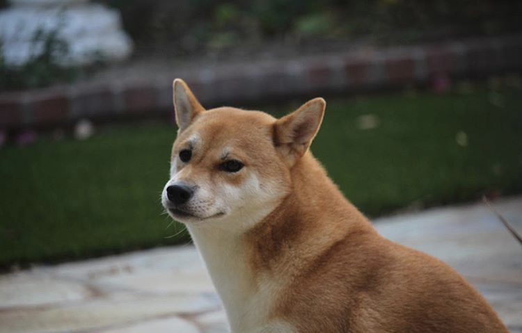 Image of Yoki, Lost Dog