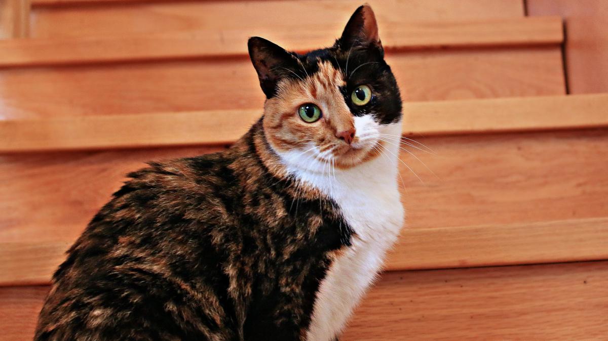 Image of Reginella, Lost Cat