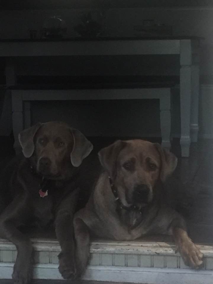 Image of Cookie & Bella, Lost Dog