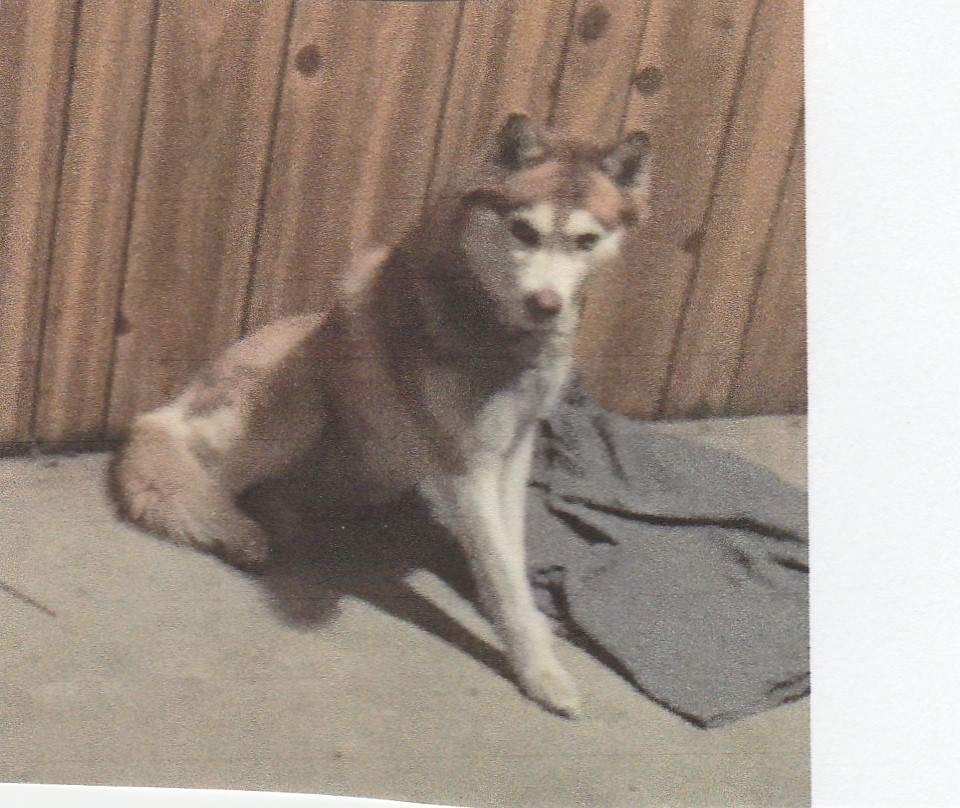 Image of mokie, Lost Dog