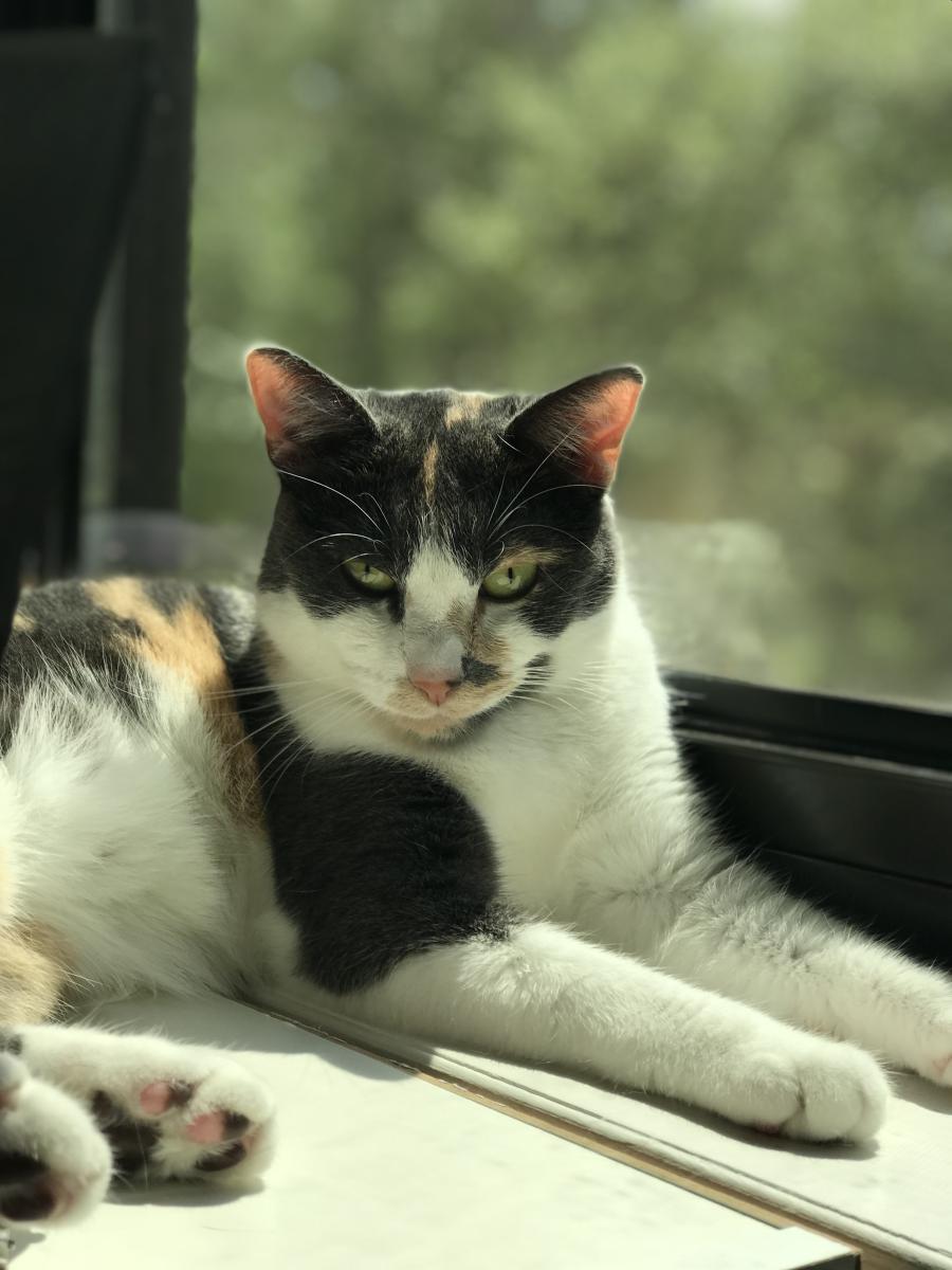 Image of Sammy or Duchess, Lost Cat