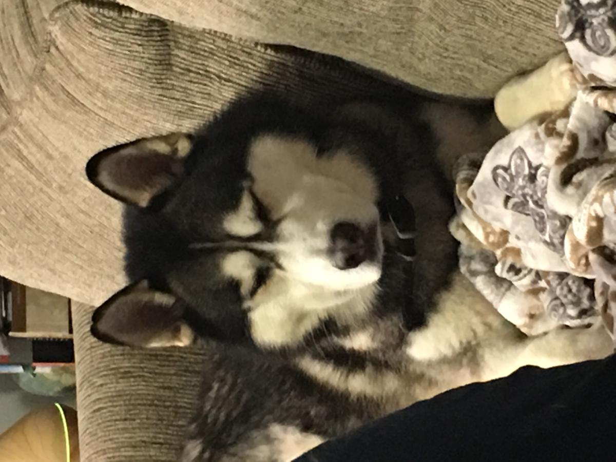 Lost Dog Siberian Husky in GASTONIA, NC - Lost My Doggie