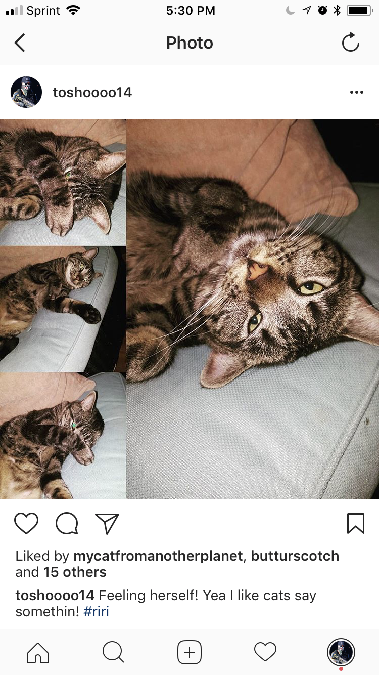 Image of Twinkle, Lost Cat