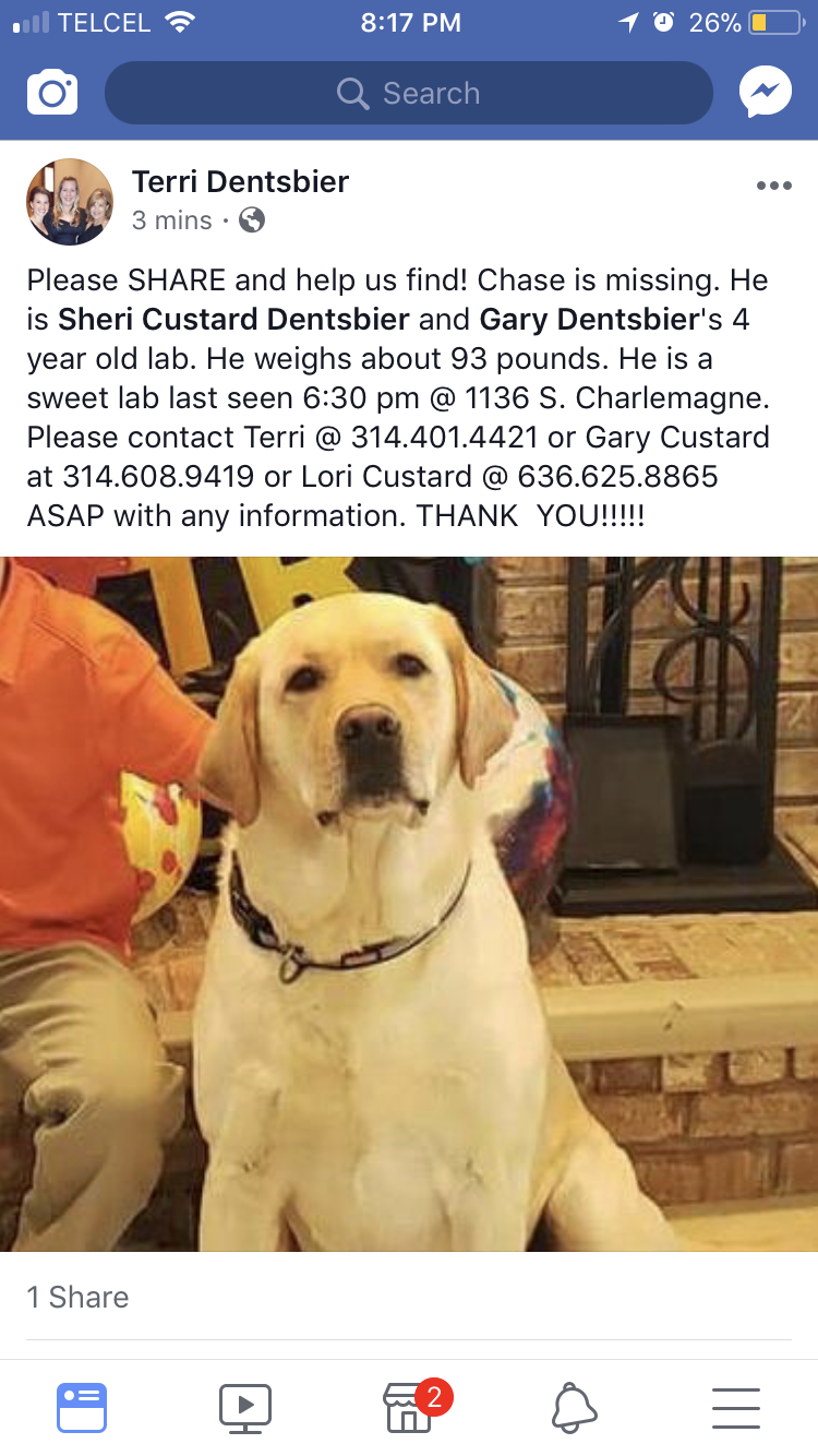 Image of Chase, Lost Dog