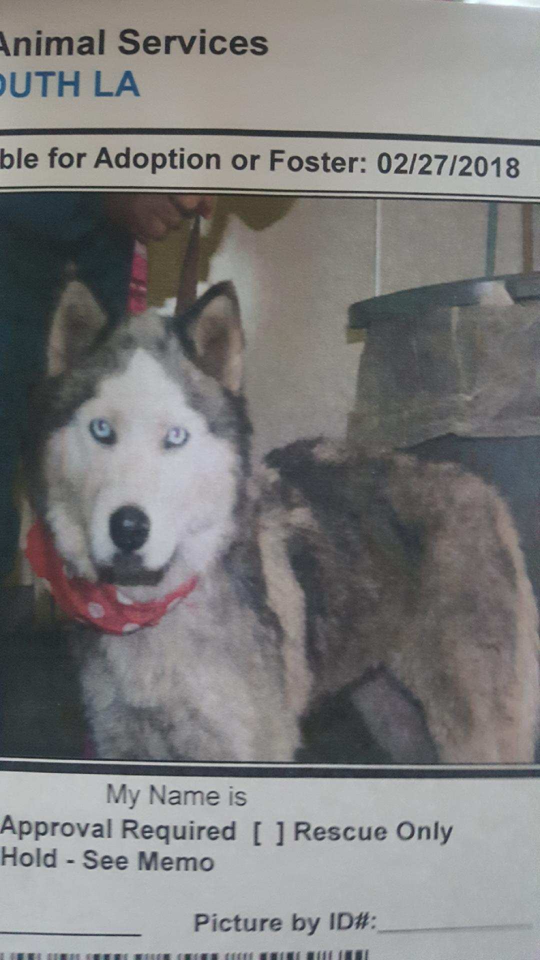 Image of Luna, Lost Dog