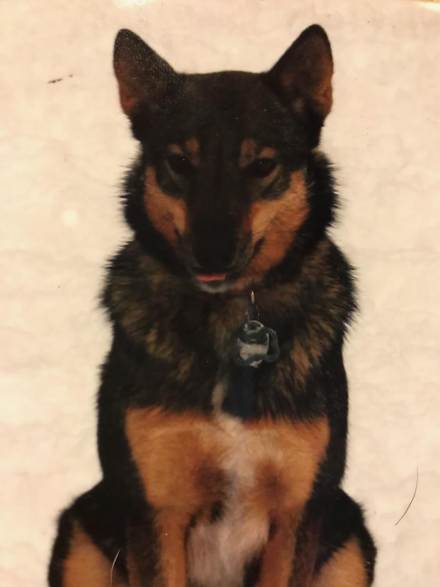 Image of Dakota, Lost Dog
