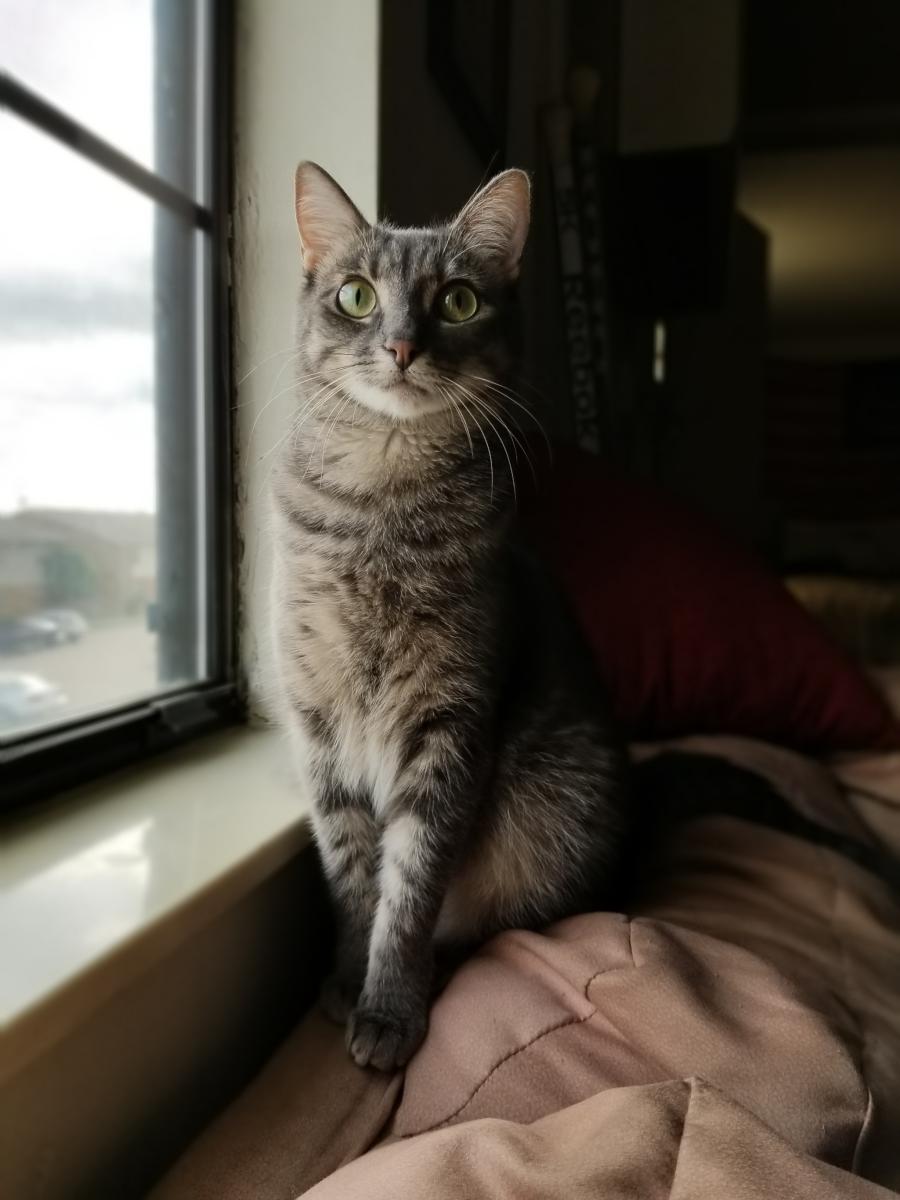 Image of Francine, Lost Cat