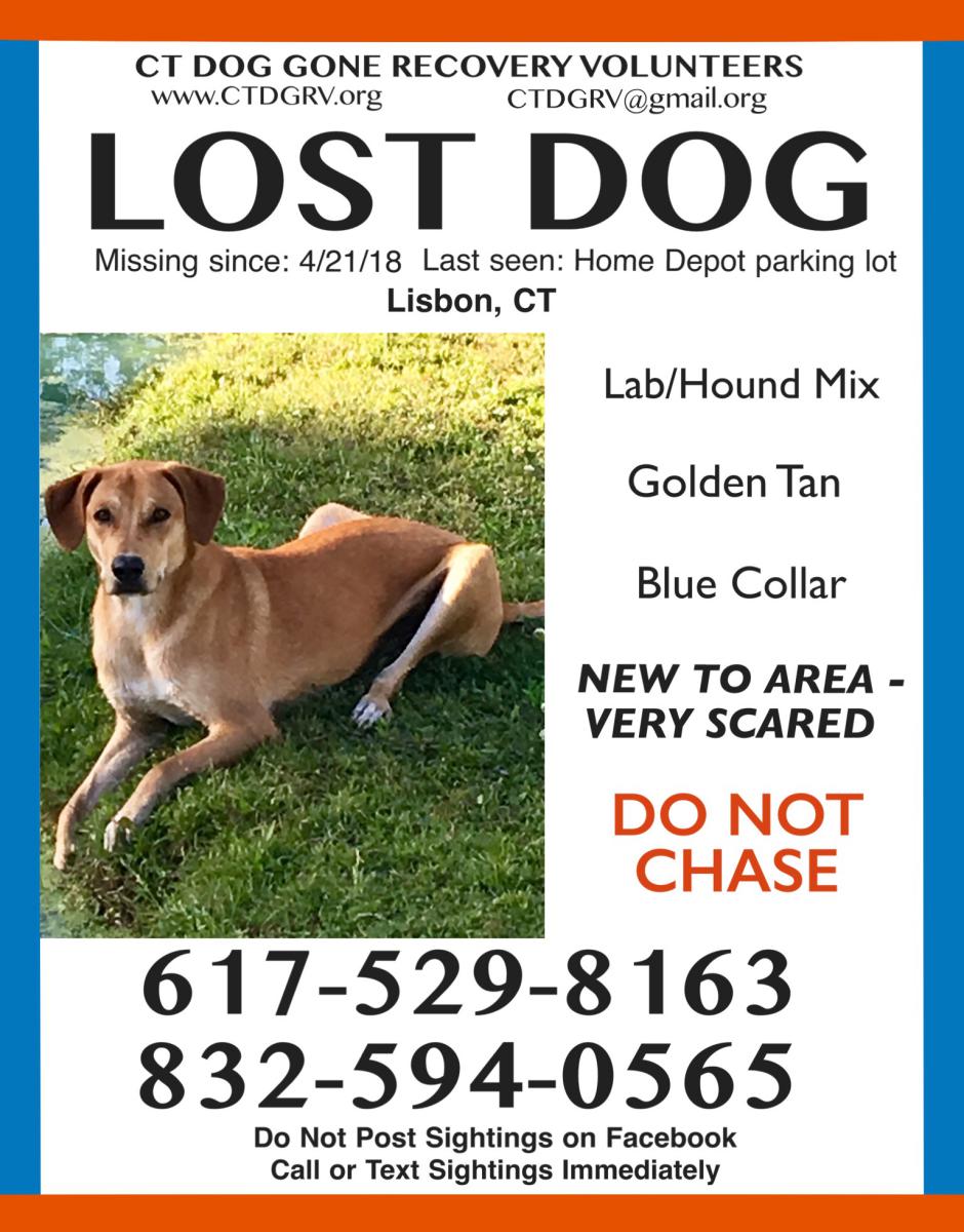 Image of Clark, Lost Dog