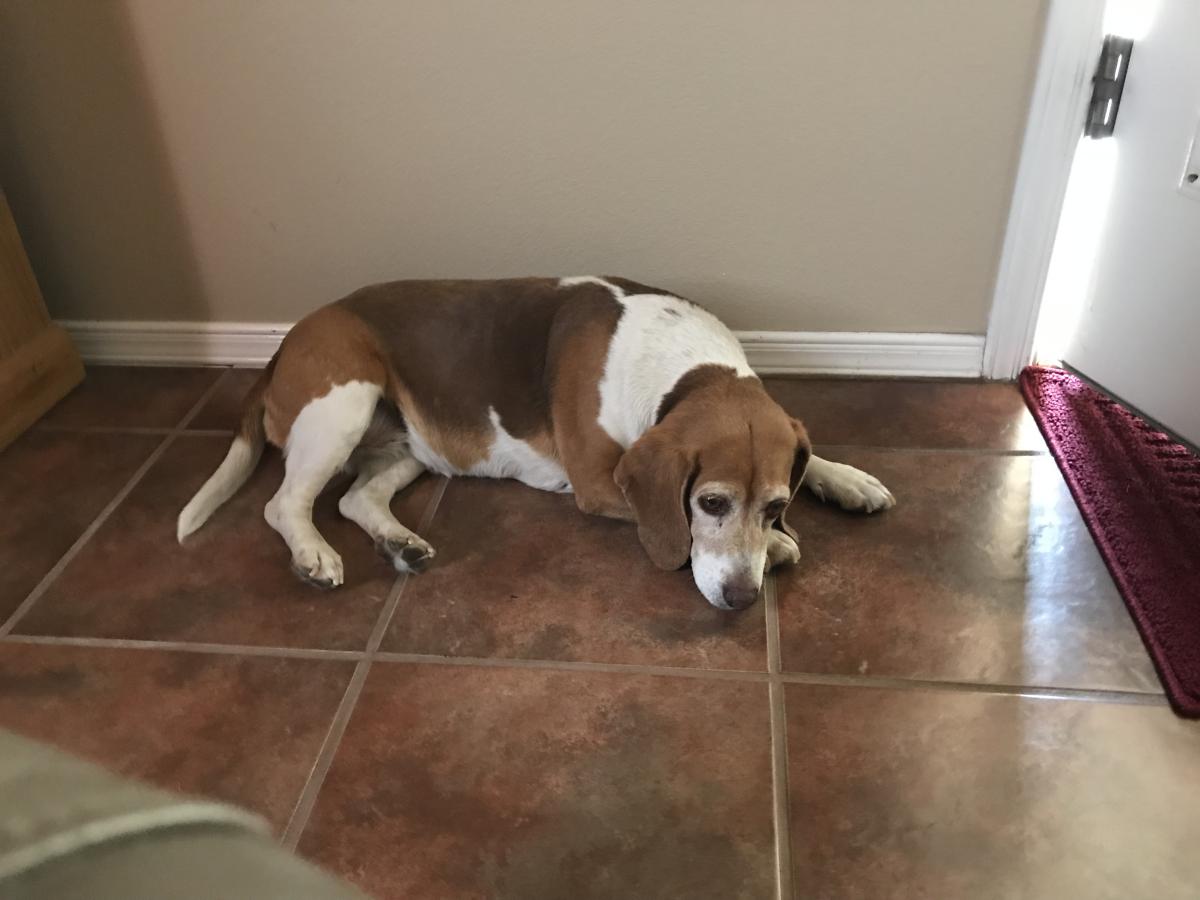 Image of N/A female beagle, Found Dog