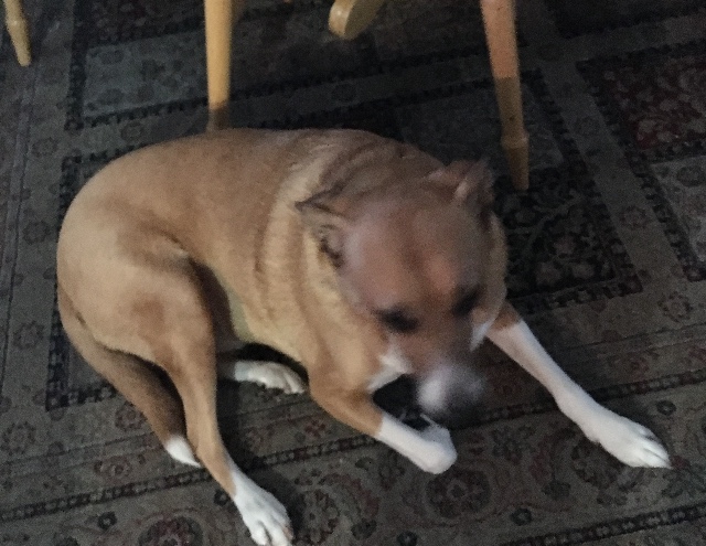 Image of Bucky, Lost Dog