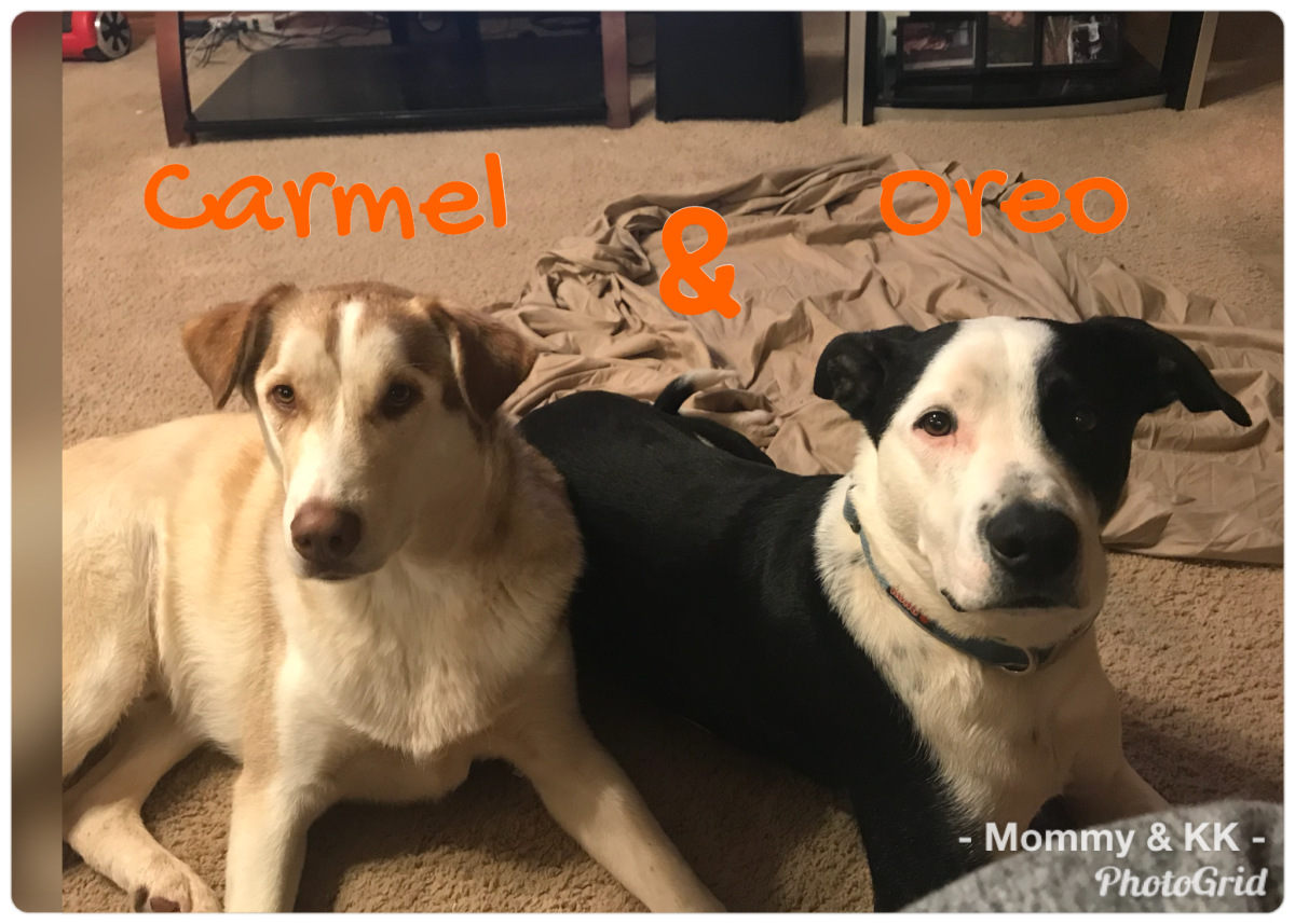 Image of Carmel and Oreo, Lost Dog