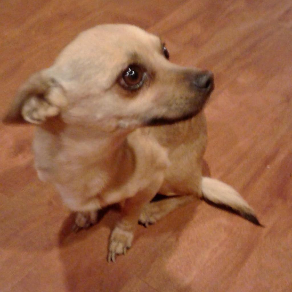 Image of Bonita, Lost Dog