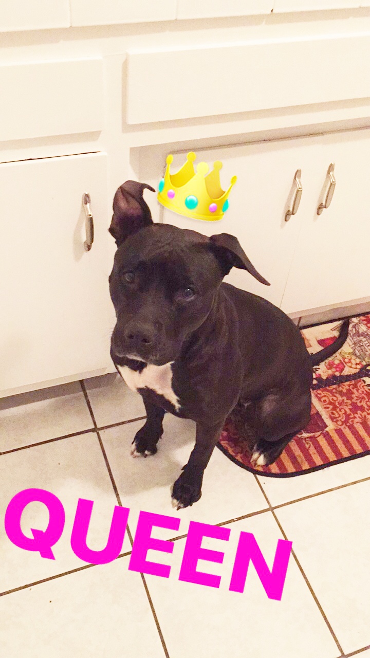 Image of Queen, Lost Dog