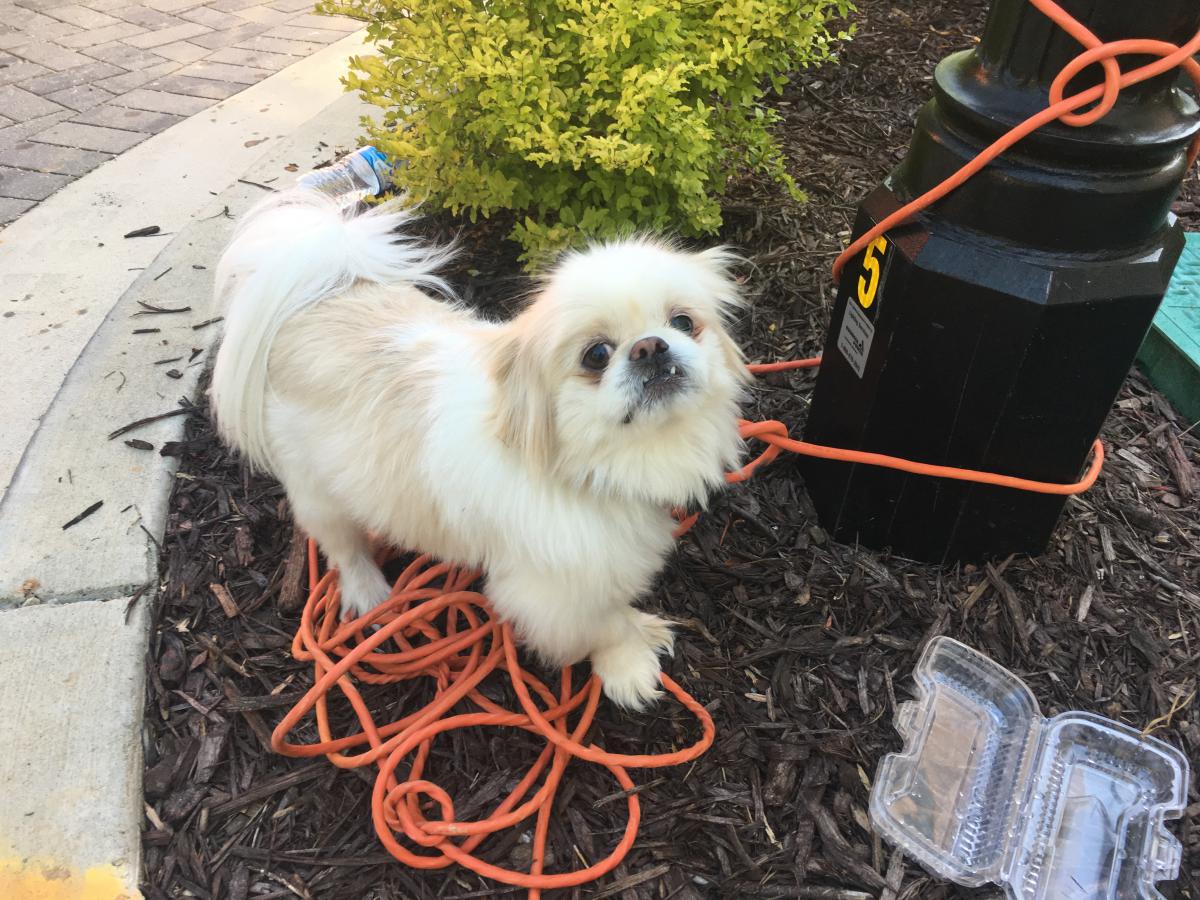 Image of Fluffy white Shitzu, Found Dog